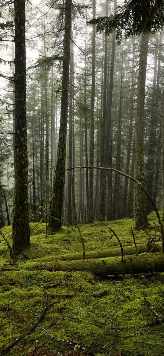 forest, fog, trees, moss