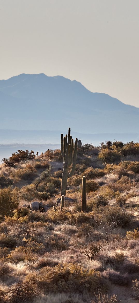 mountains, rocks, cacti, landscape, nature