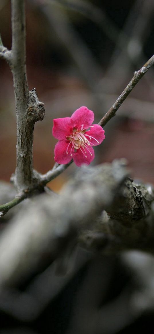 flowers, twigs, buds, blurring