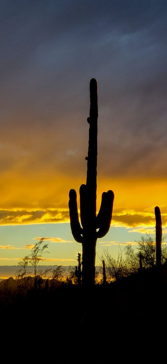 cacti, sunset, dusk, dark, nature