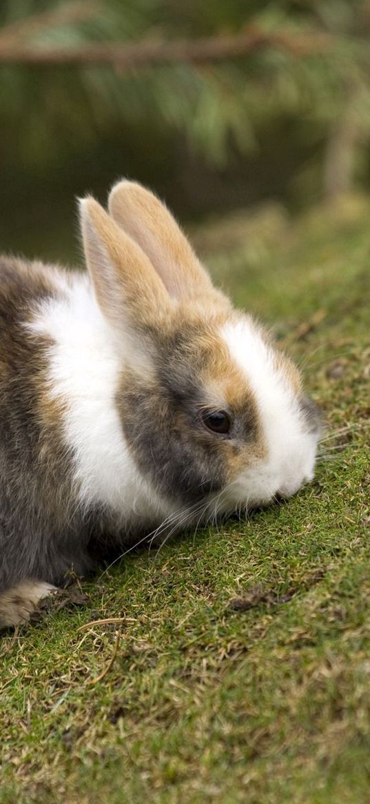 rabbit, grass, animal, ears, eat