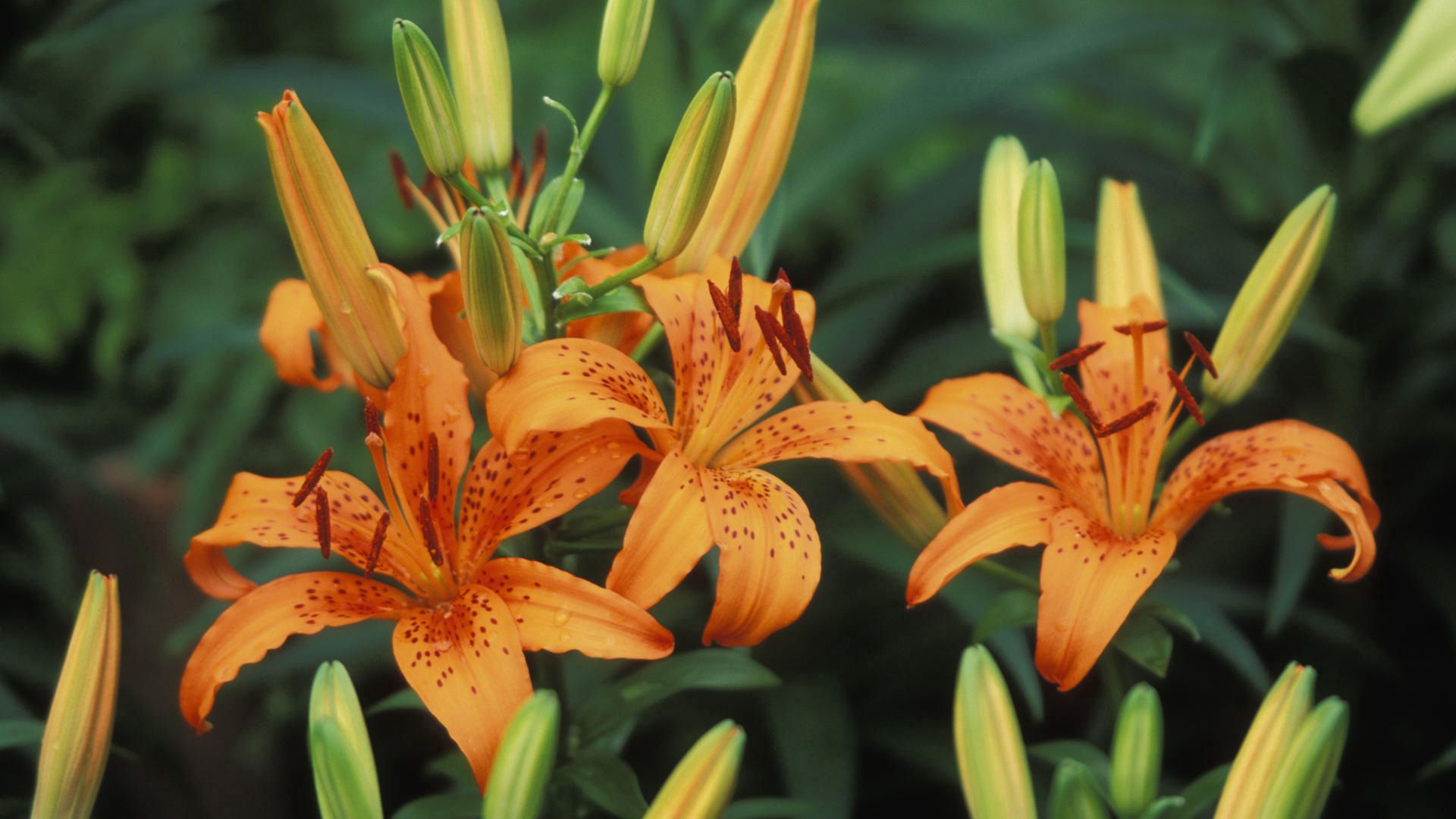 lilies, flowers, stamens, bud, point