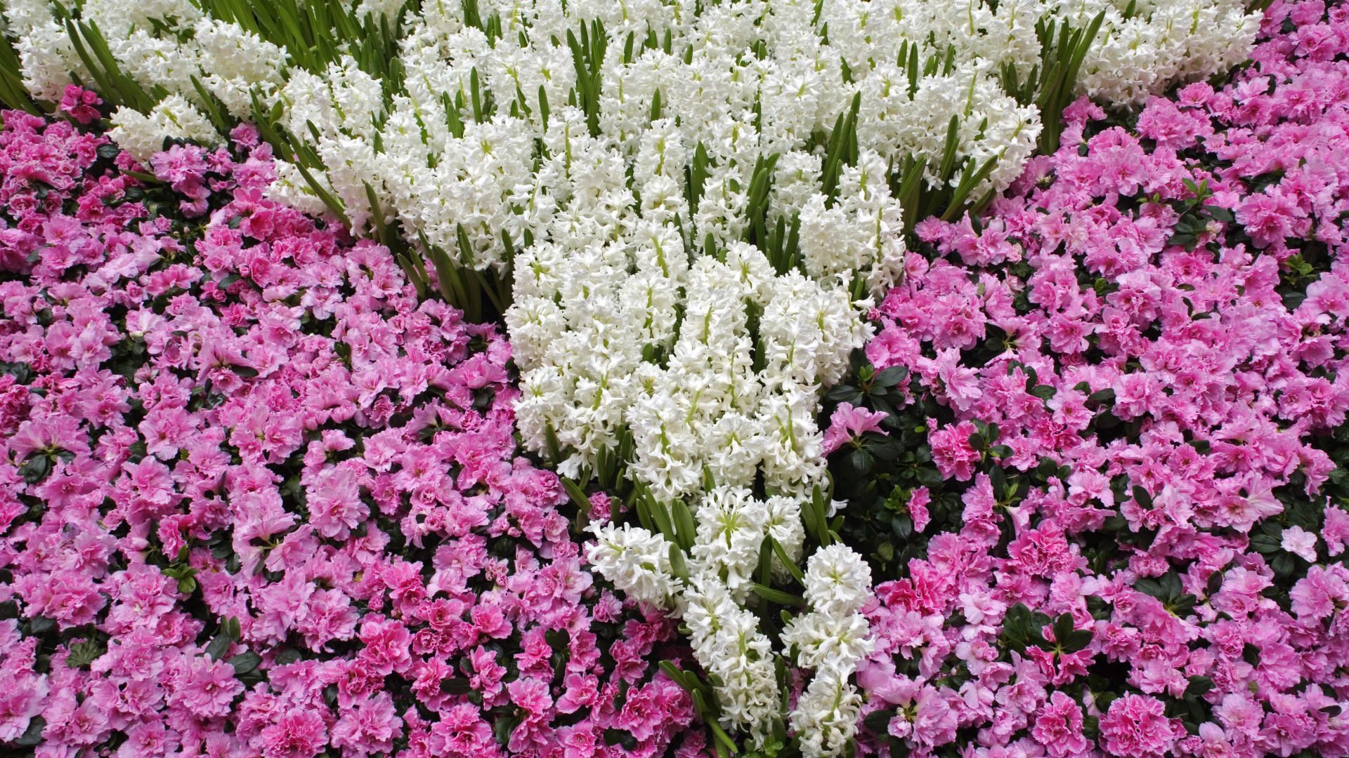 flowers, meadow, pattern, leaves, white, pink