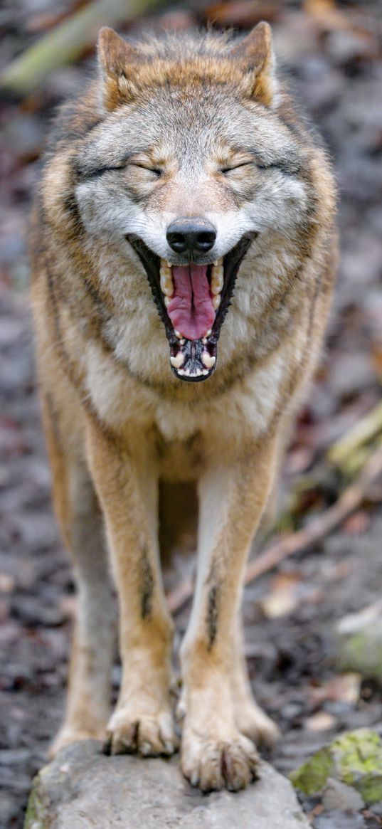 wolf, yawn, protruding tongue, animal, funny