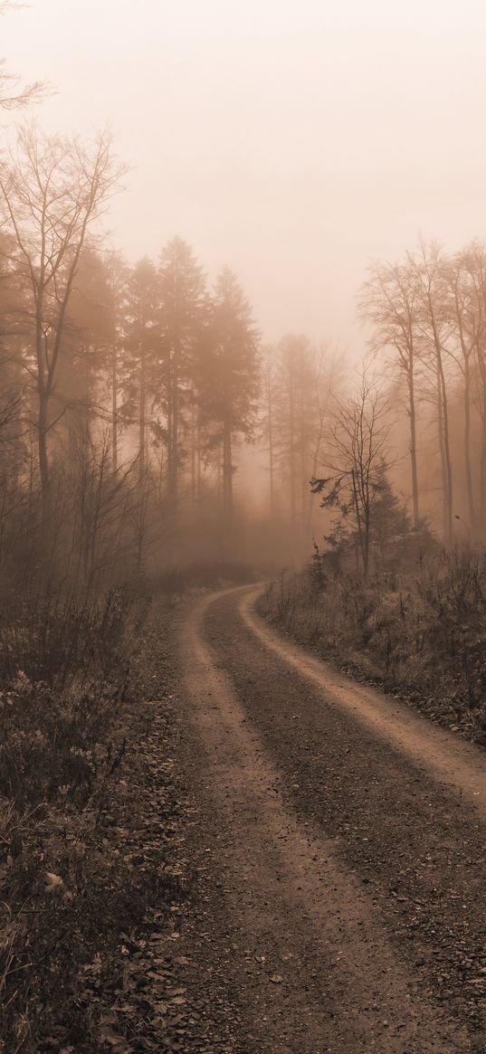 road, trees, fog, mist, nature