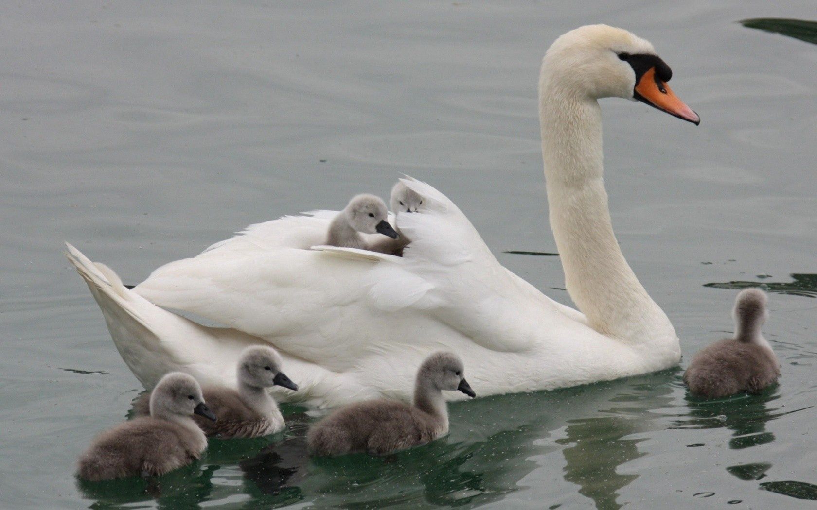 swan, water, swim, kids