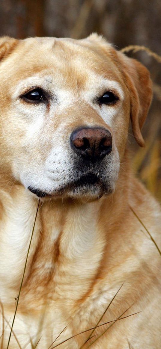 labrador, dog, nose, grass