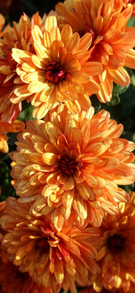 chrysanthemum, flowers, orange, wet