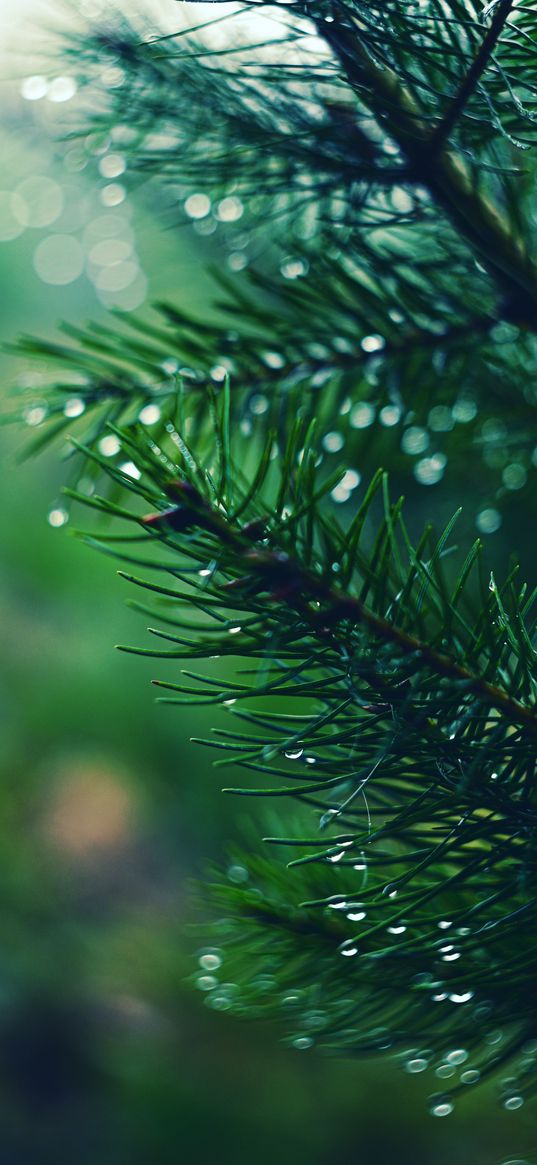 spruce, branch, drops, needles, macro, green