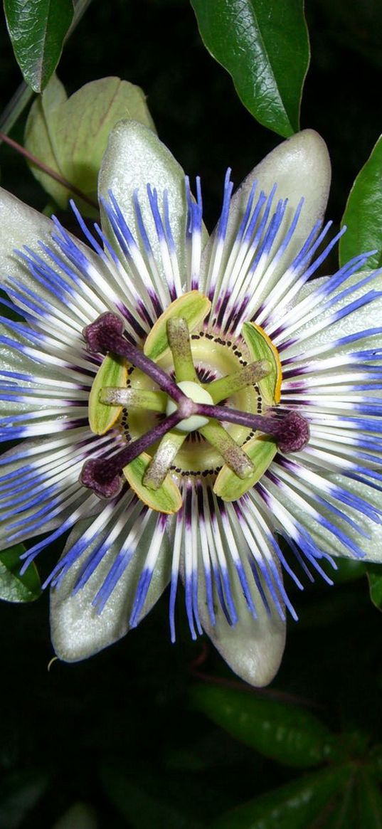 passion, flower, green, leaves