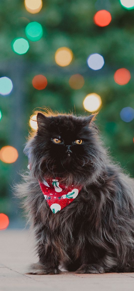 persian cat, cat, pet, black, fluffy