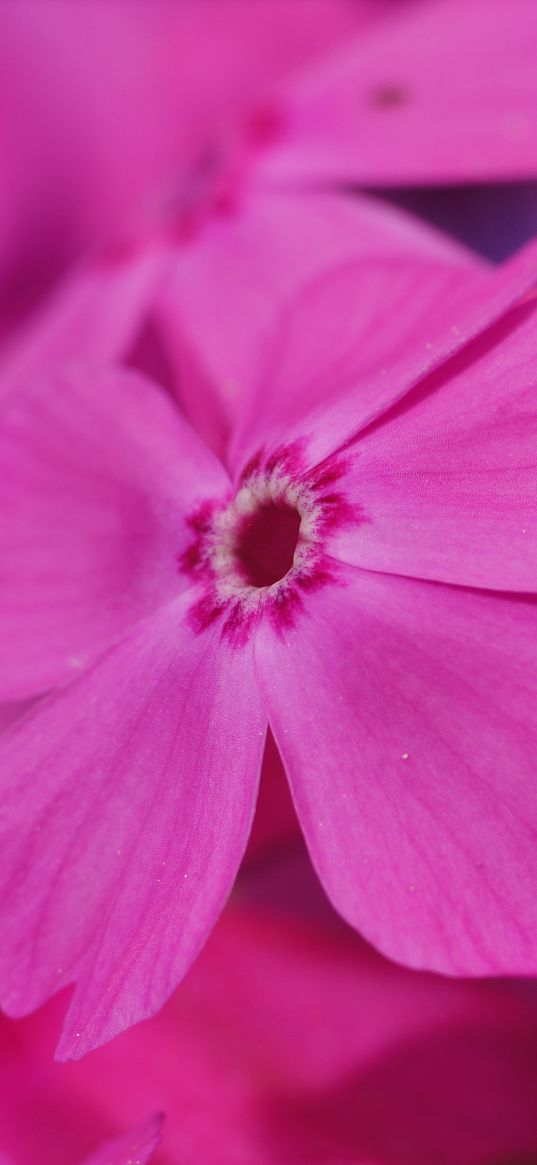 phlox, flower, pink, macro