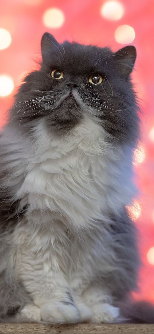 persian cat, cat, pet, fluffy, glance