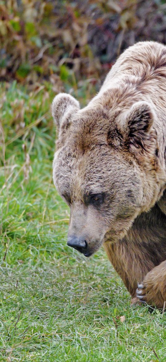 brown bear, bear, animal, brown, wild