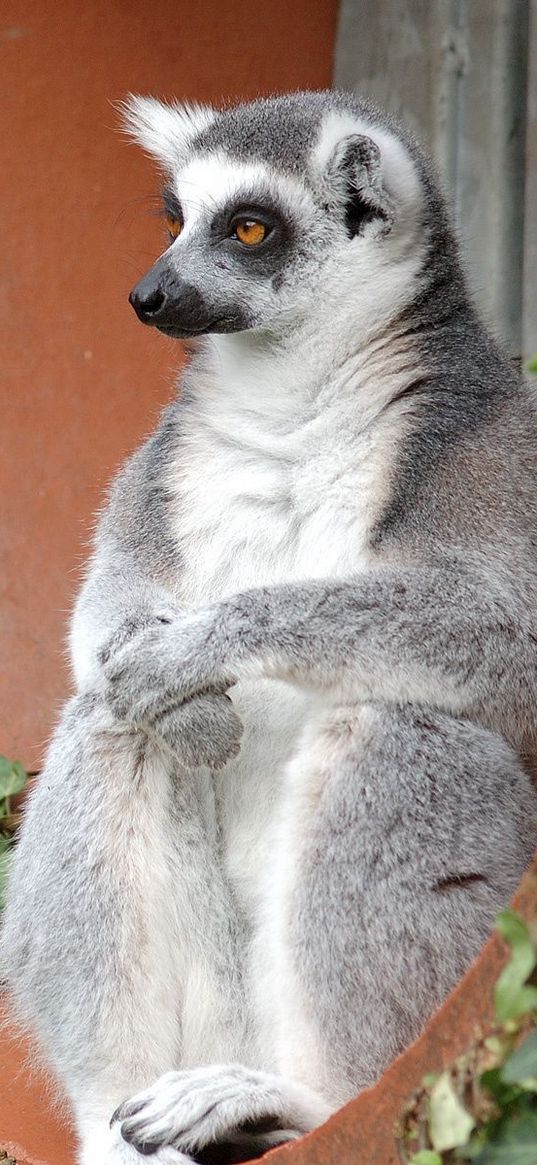 lemur, sit, old, gray