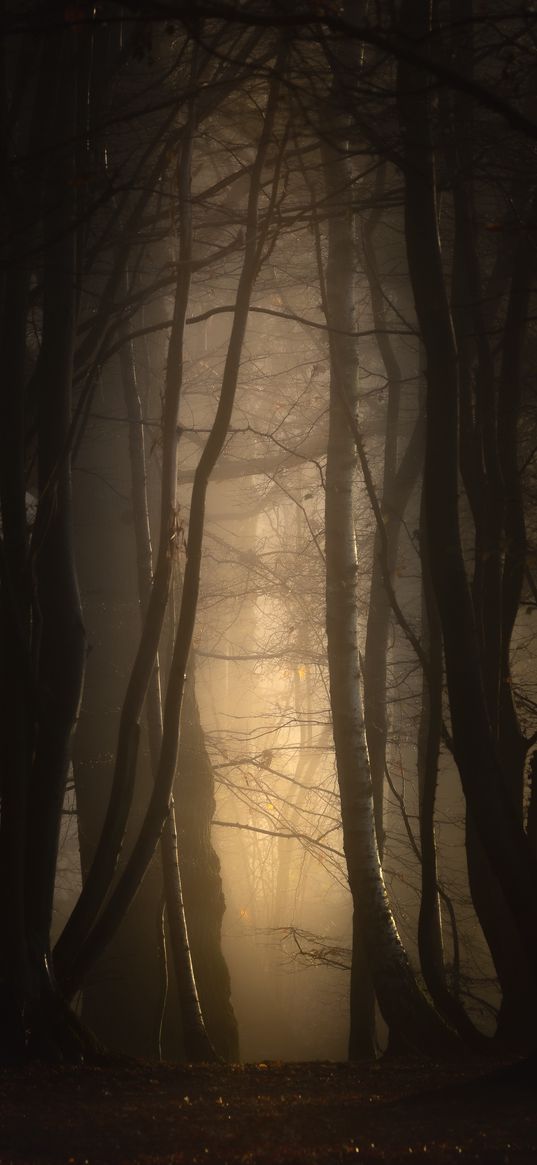 forest, fog, trees, dusk, mist