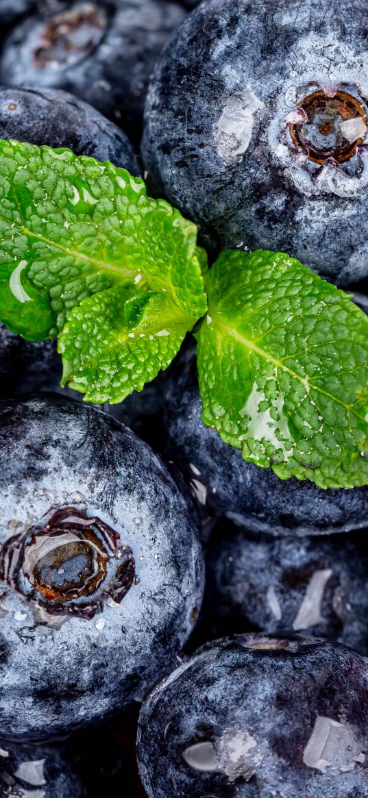 blueberries, berries, mint, wet, macro