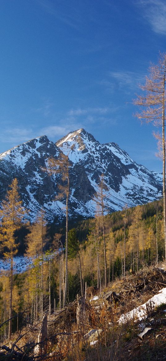 mountain, trees, pine trees, snow, landscape, nature