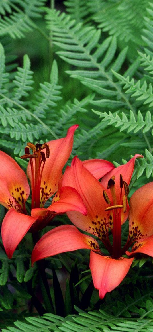 lilies, ferns, herbs, stamens