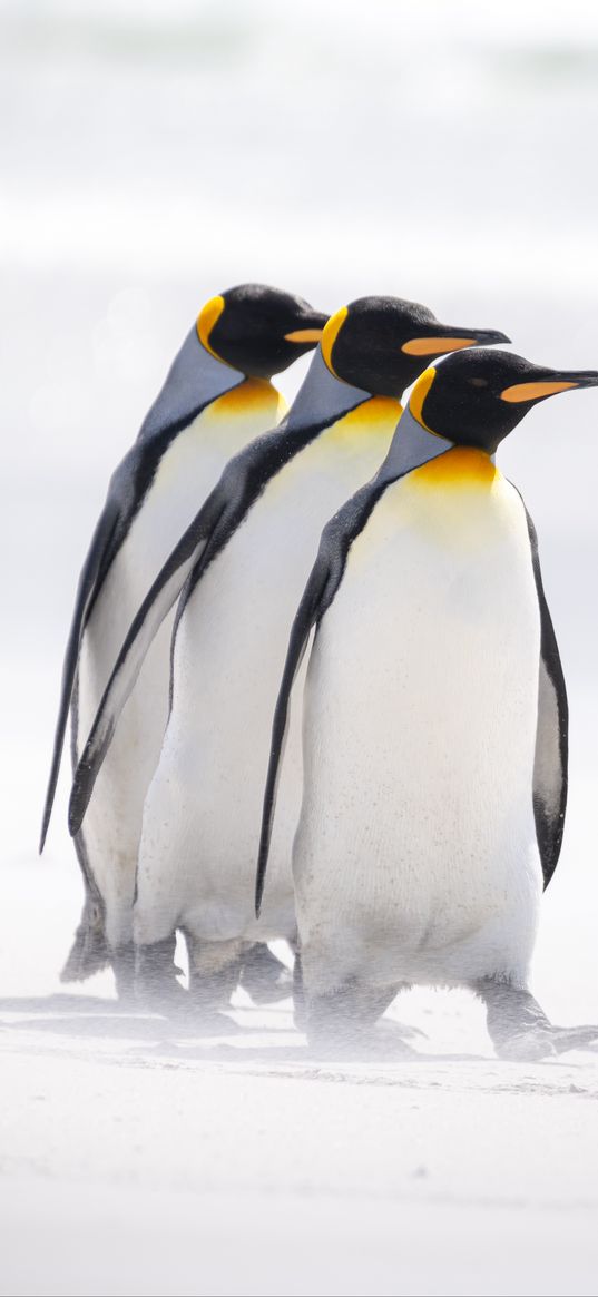 king penguins, penguins, birds, arctic, wildlife