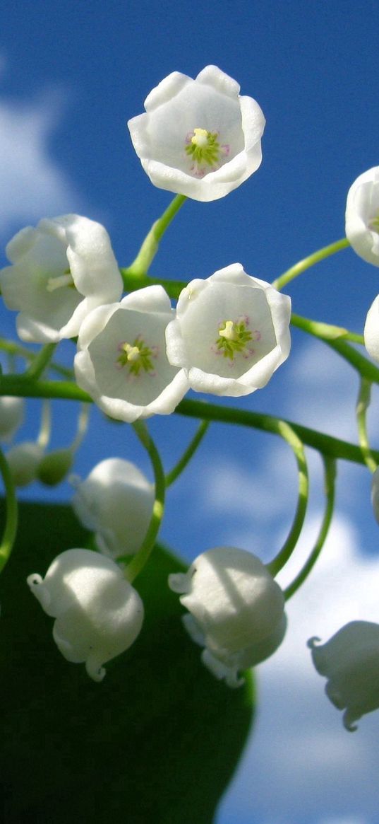 lily of the valley, bells, green, sky, clouds