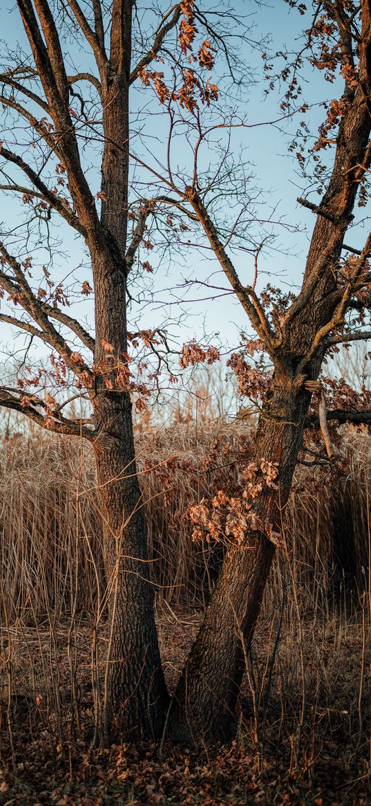 tree, reeds, grass, autumn, nature