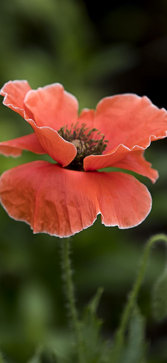 poppy, flower, red, plant