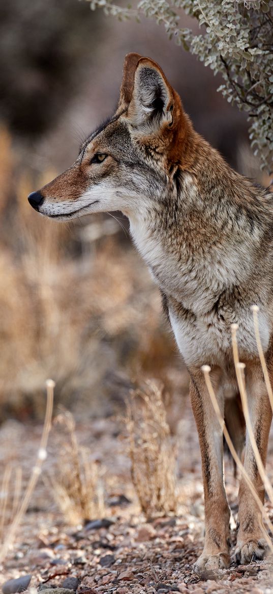 coyote, animal, wildlife, brown, gray