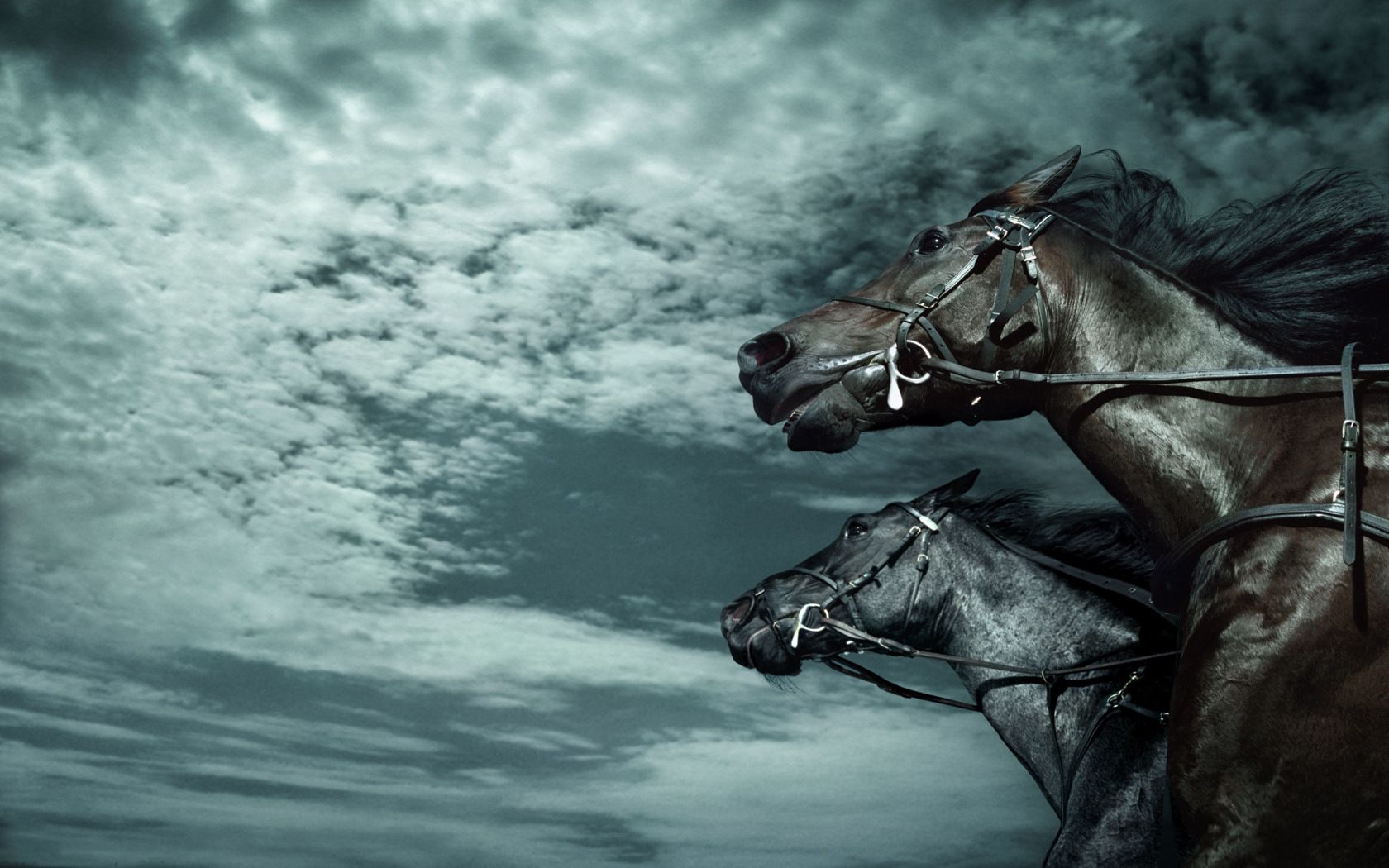 horses, sky, dark, rate