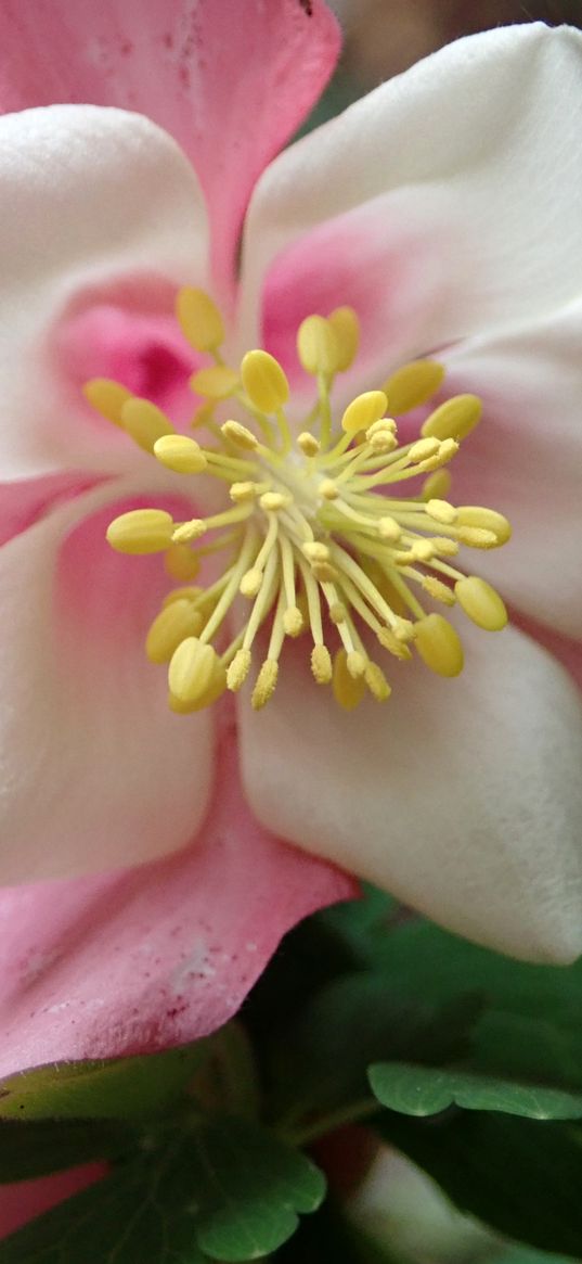 aquilegia, flower, pink, macro