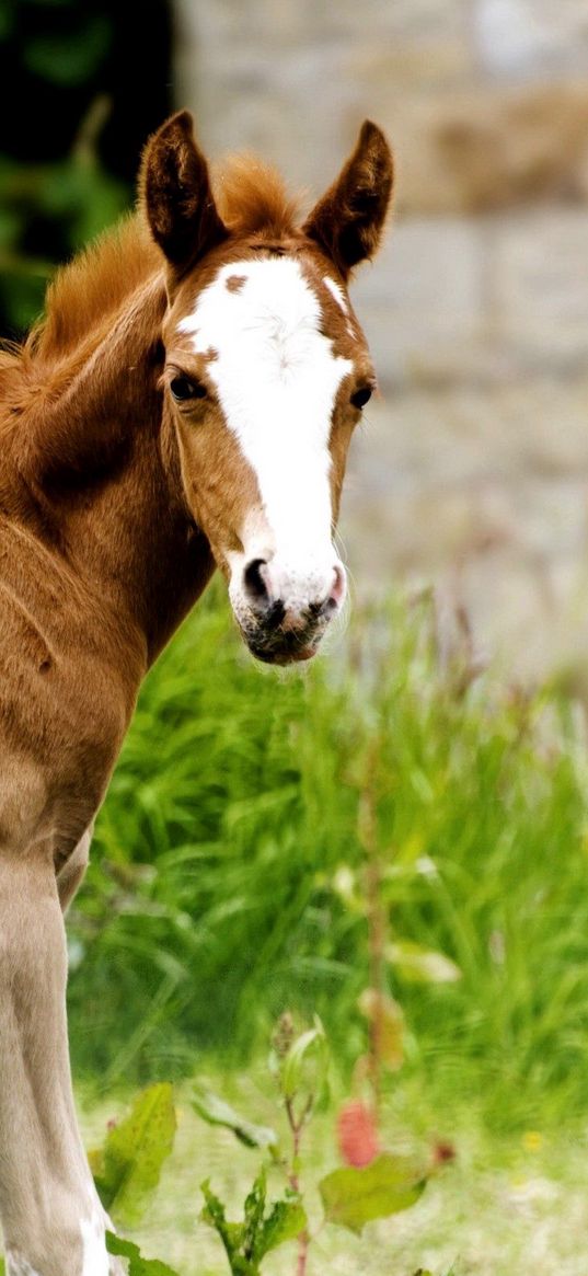 horse, stallion, grass, cub