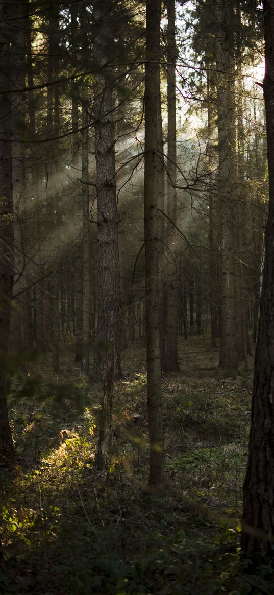 forest, pines, trees, sunlight, rays