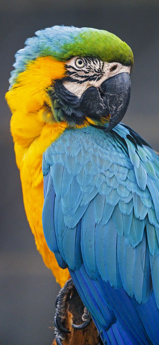 macaw, parrot, bird, colorful, wild