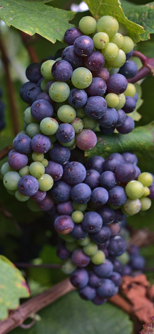 grapes, bunch, berries, blue, green