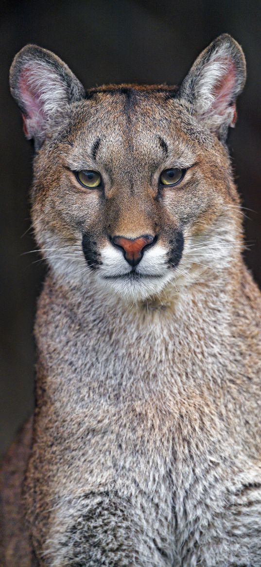 puma, animal, big cat, predator, glance