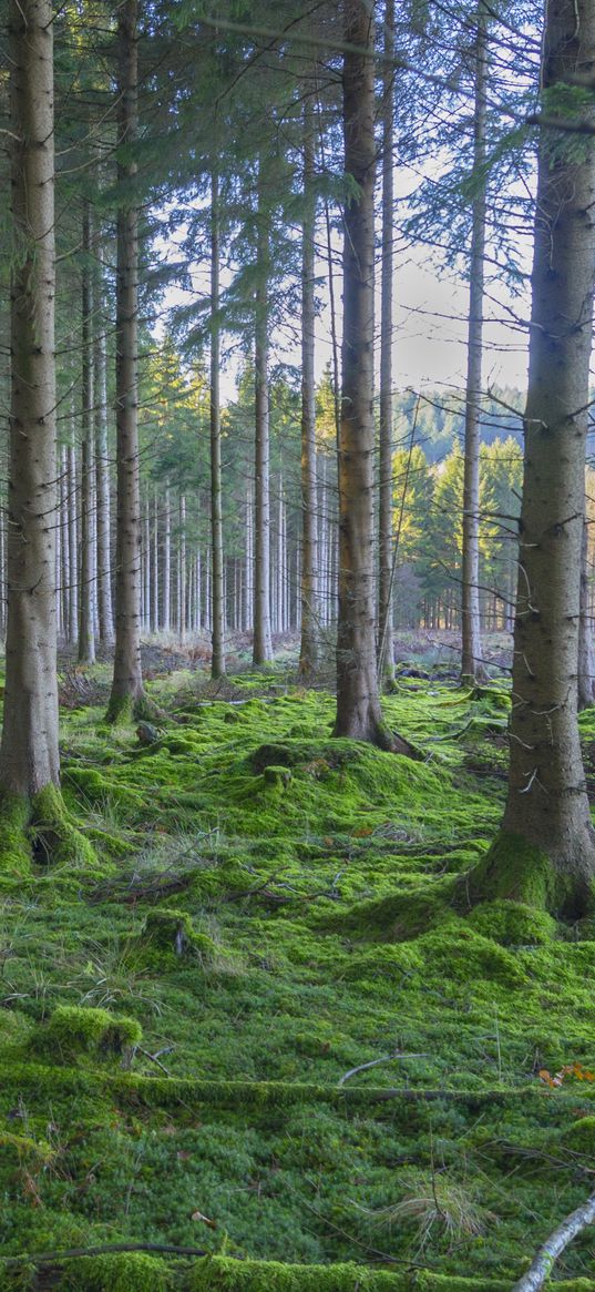 forest, pines, trees, moss, nature