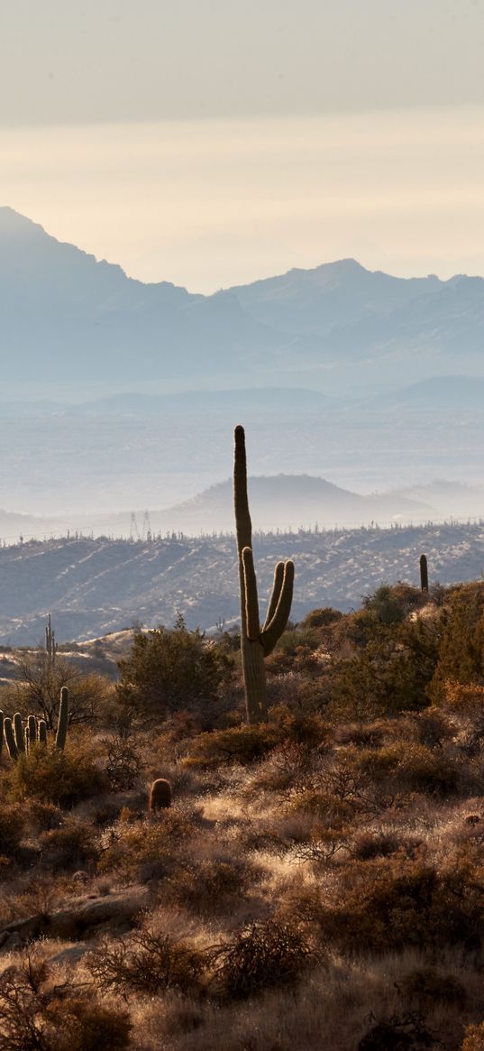 mountains, hills, cacti, bushes, fog