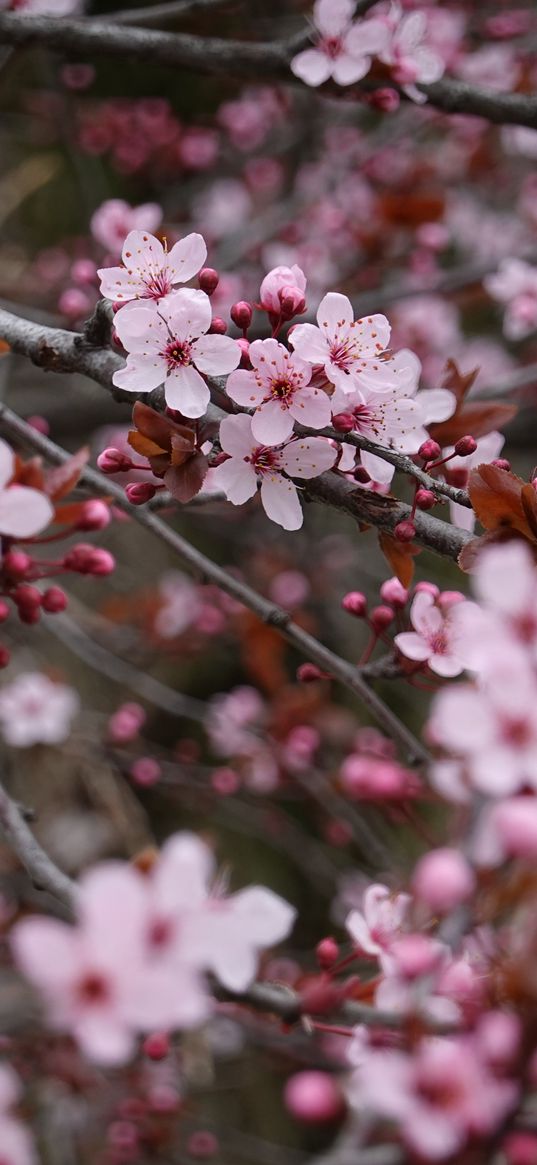 sakura, flowers, pink, branches, plant