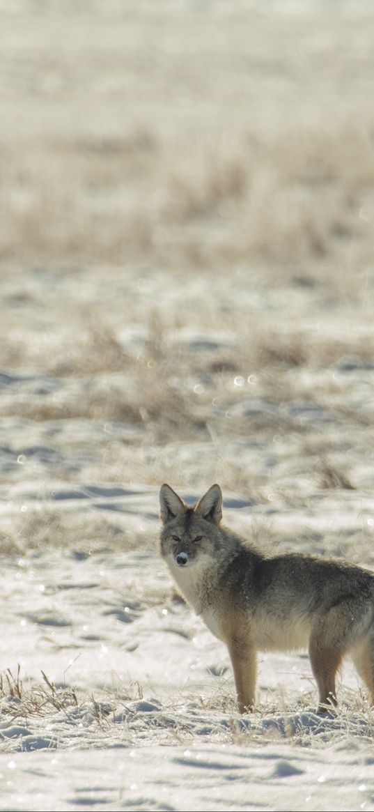 coyote, animal, gray, snow, winter, wildlife