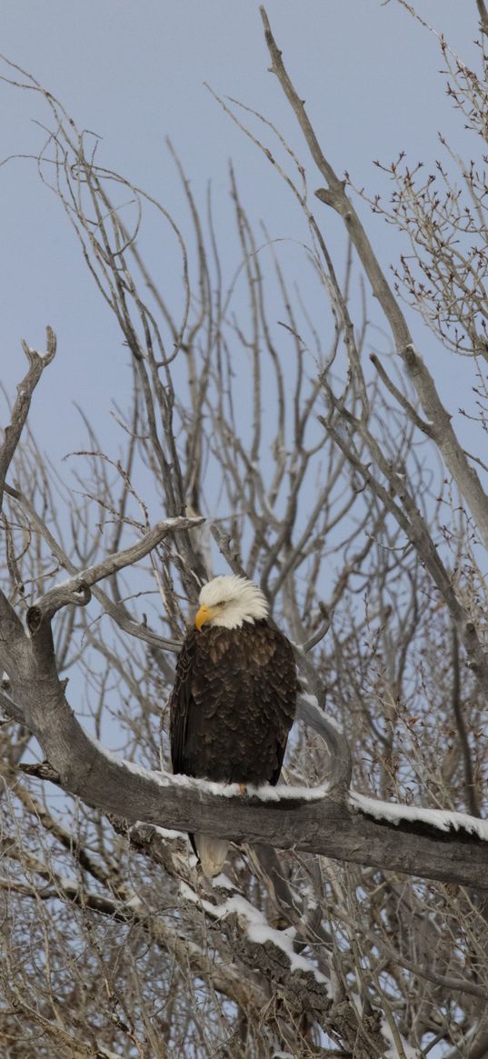 bald eagle, eagle, bird, tree, branches