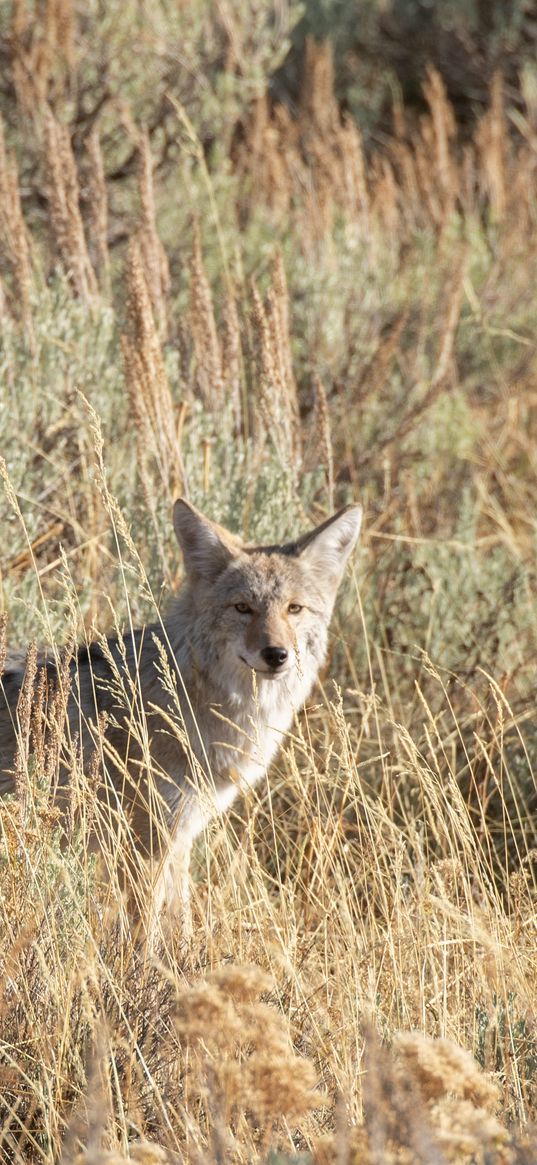 coyote, animal, gray, grass, wildlife