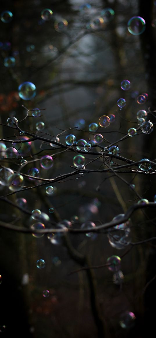 soap bubbles, bubbles, branches, trees