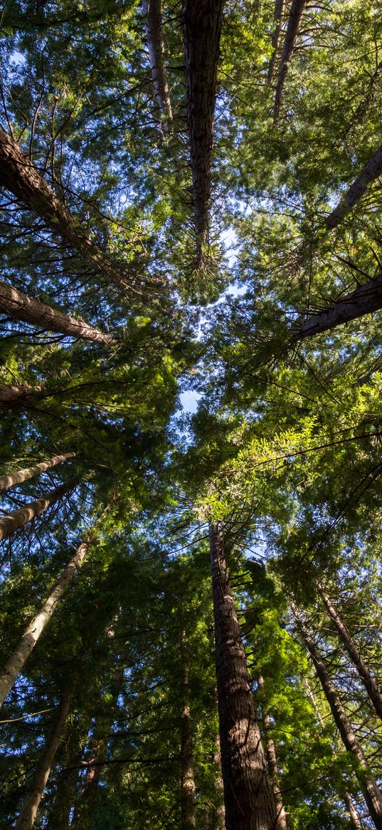 trees, crown, sky, forest, nature