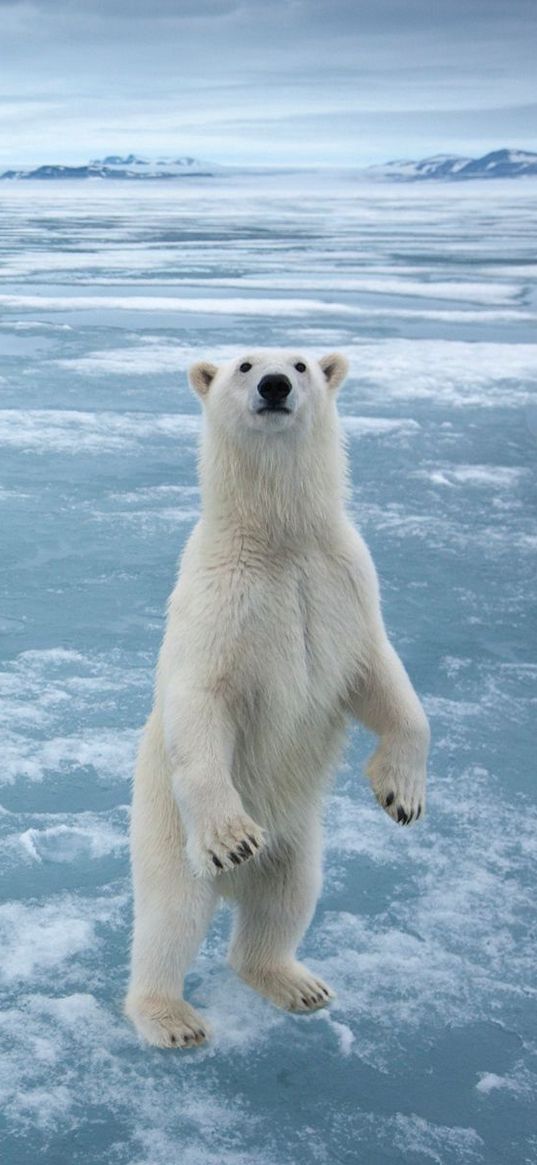 bear, animal, white, ice, snow