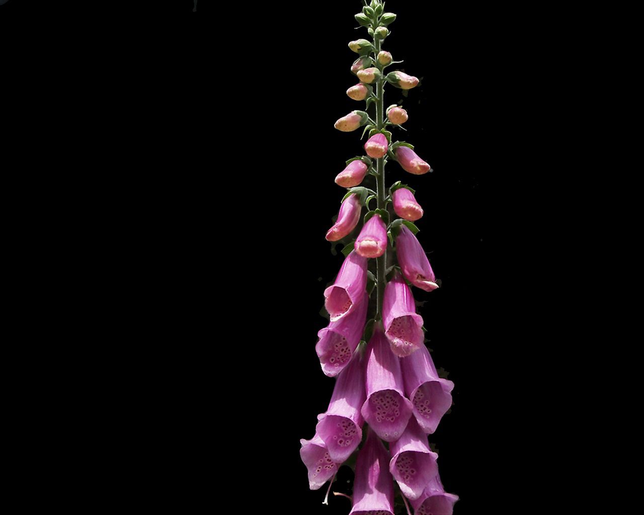 flowers, pink, bell, bunch, bud