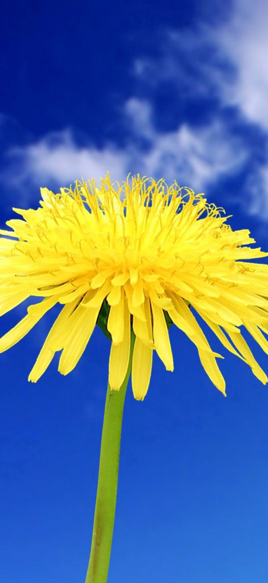 dandelion, flowers, sky, clouds, summer