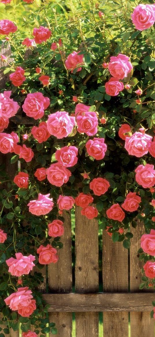 roses, flowers, fences, greens