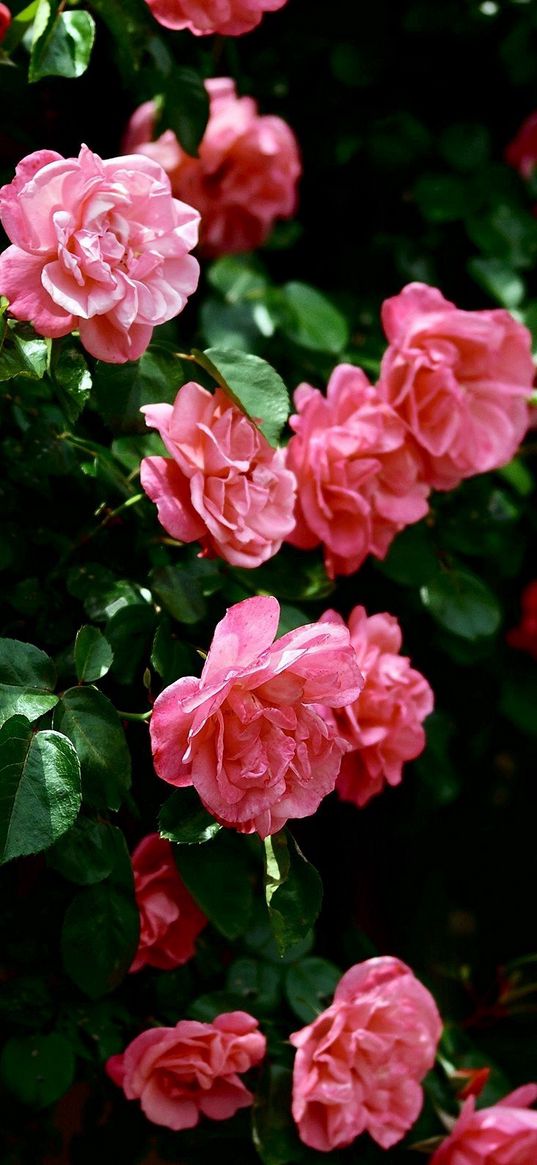 roses, flowers, wall, greens