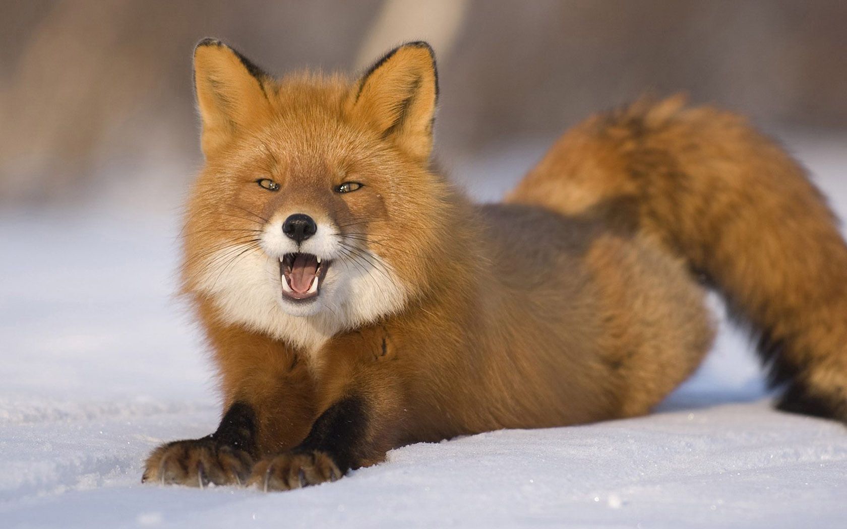 fox, red-haired, young, snow, down, funny