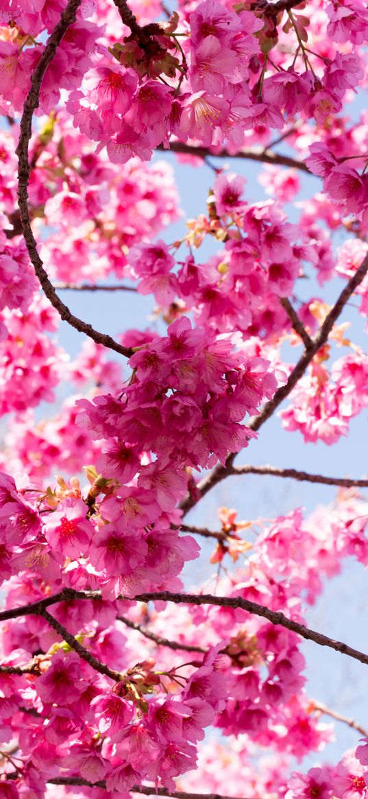 sakura, flowers, pink, branches, macro